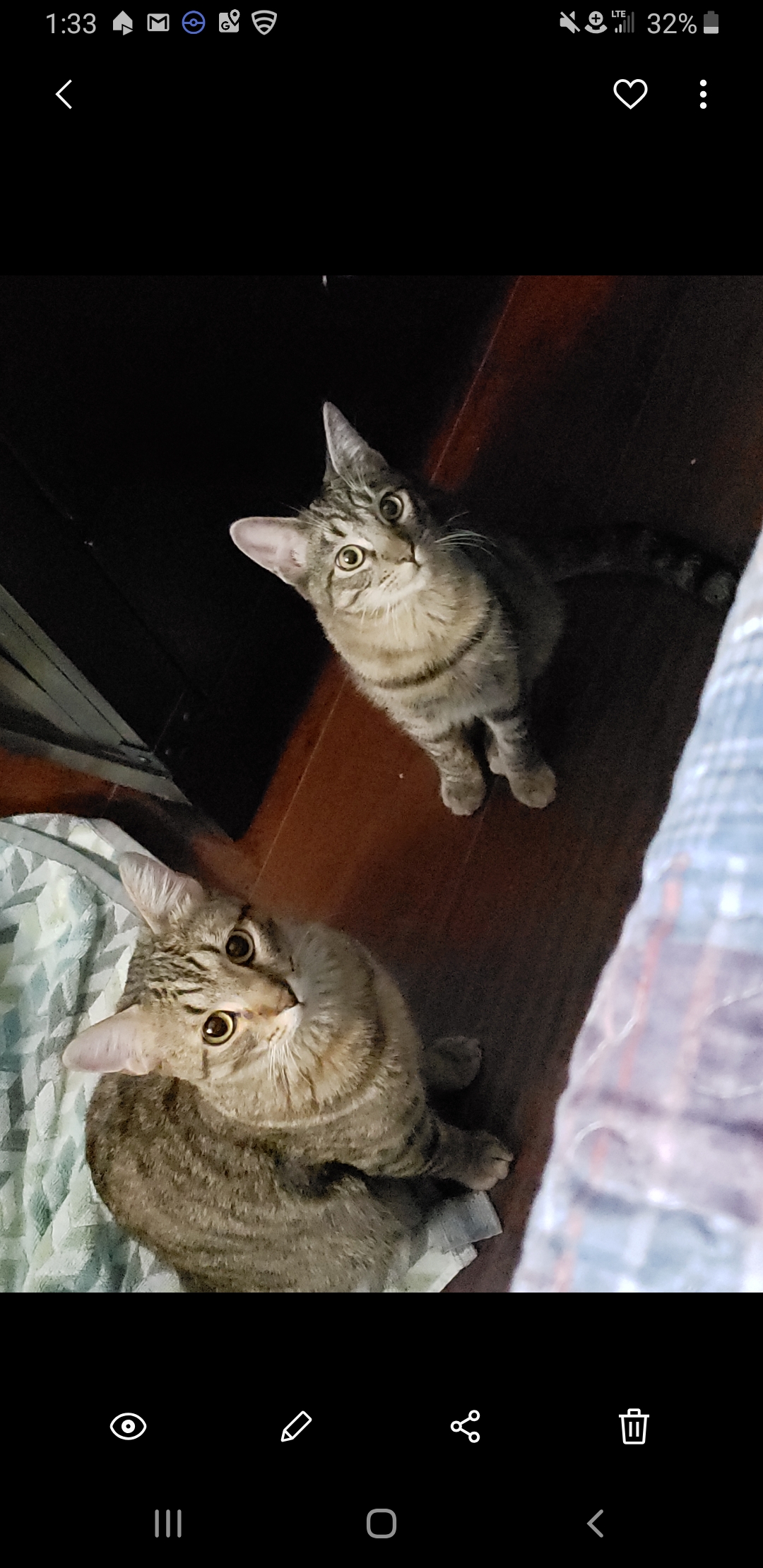 Image of Max and Milo, Lost Cat