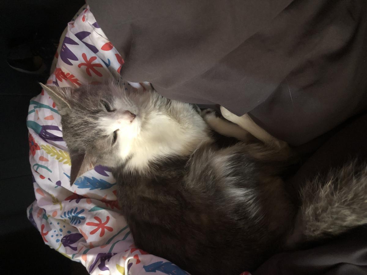 Image of Jovi, Lost Cat
