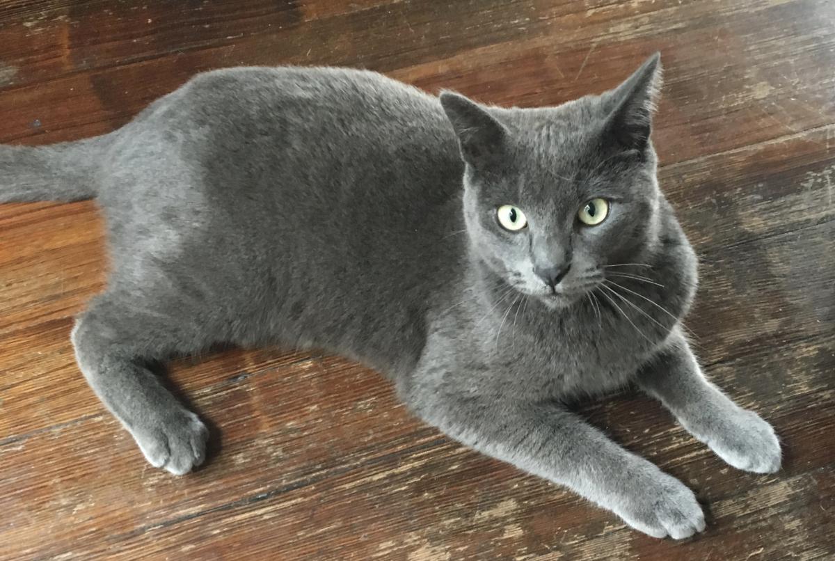 Image of StormE, Lost Cat