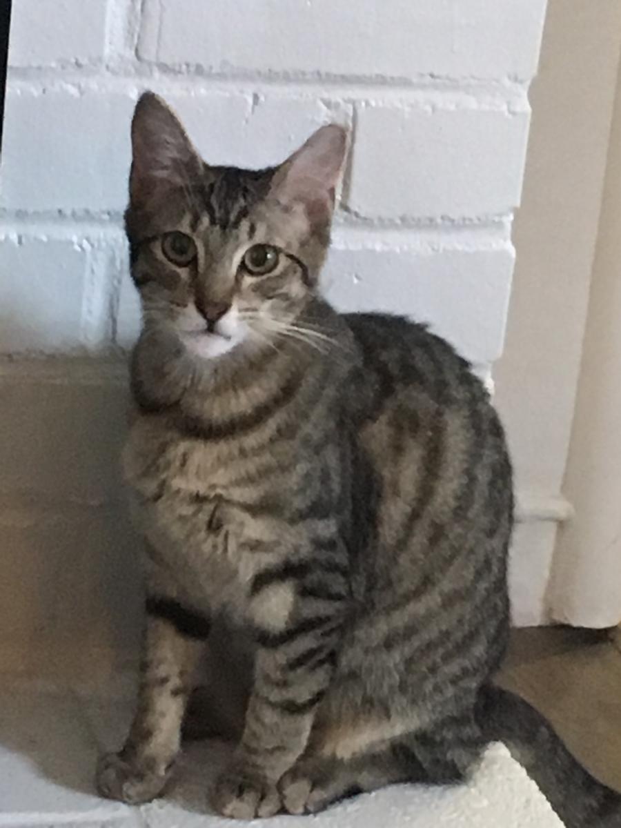 Image of Tory, Lost Cat