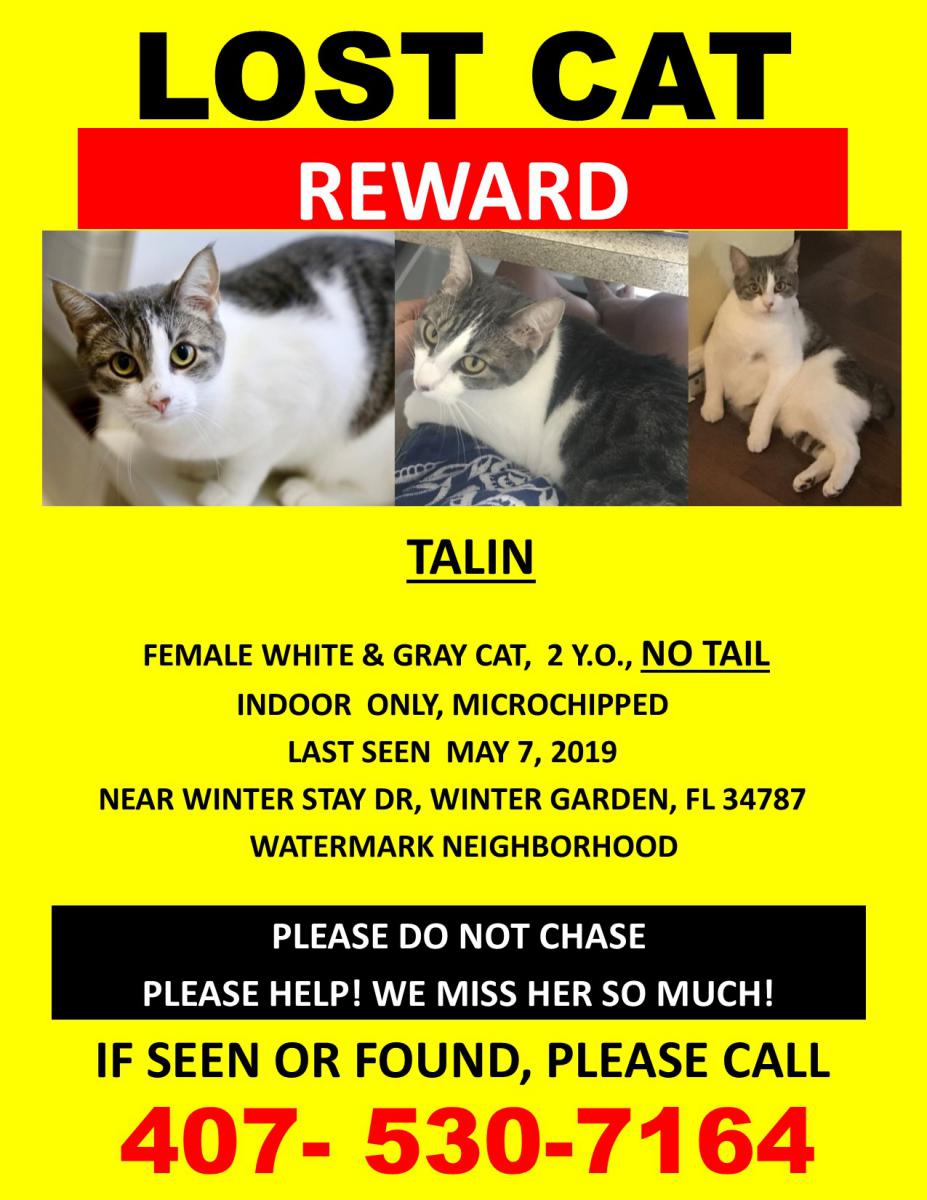 Image of Talin, Lost Cat