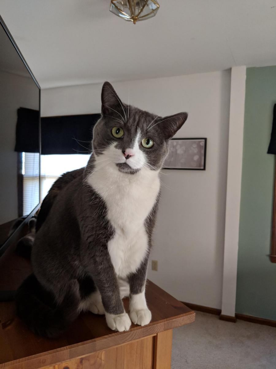 Image of Grayson, Lost Cat