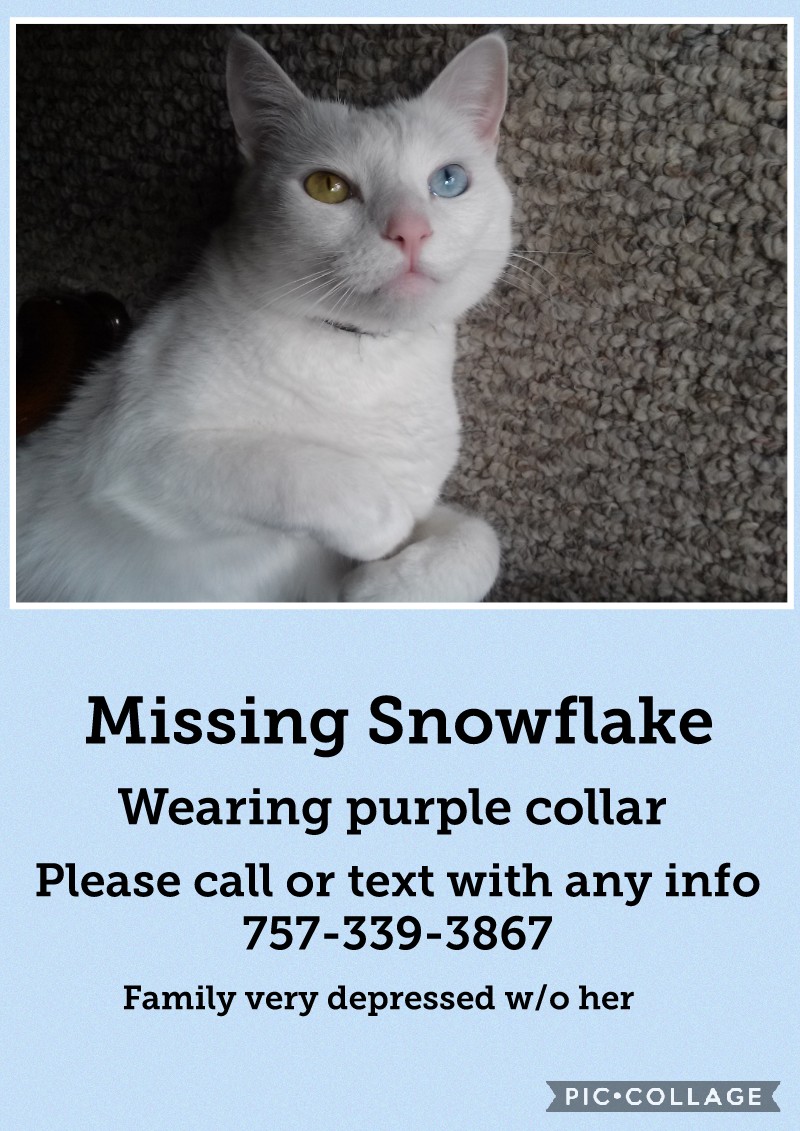 Image of Snowflake, Lost Cat