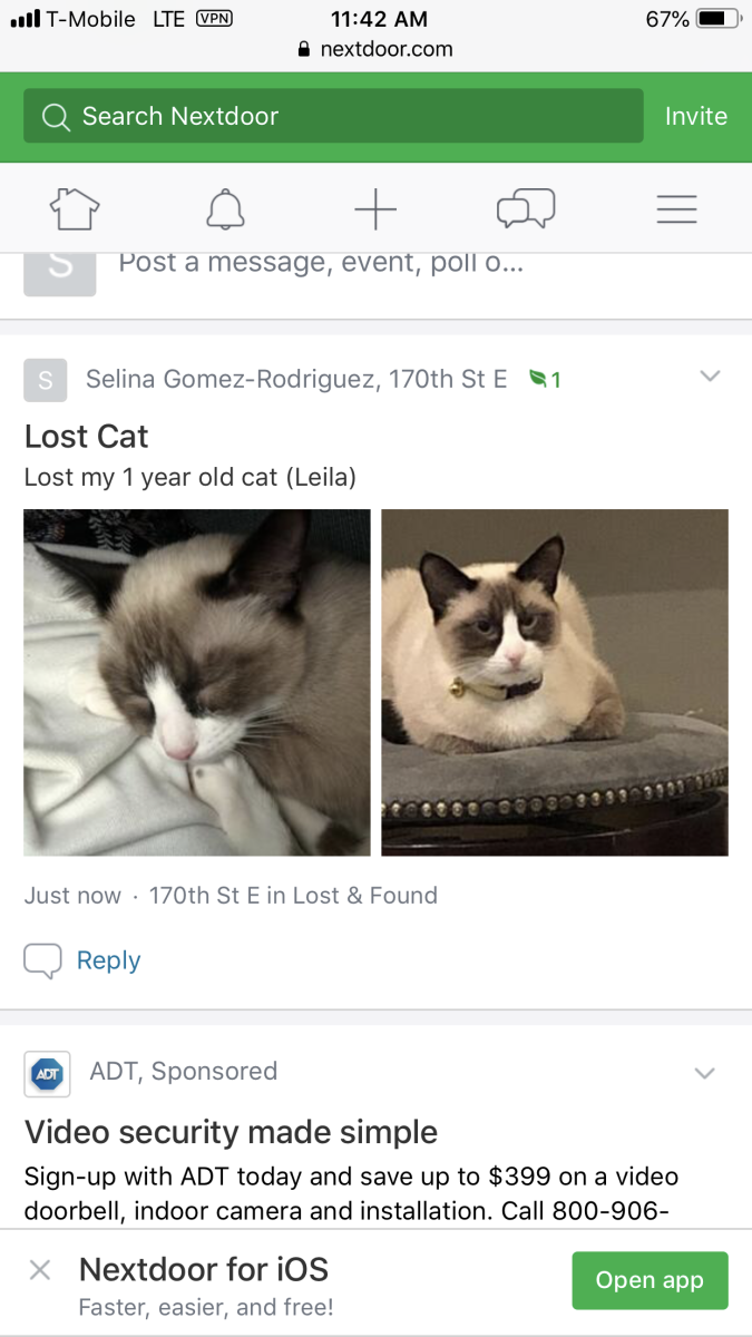 Image of Leila, Lost Cat