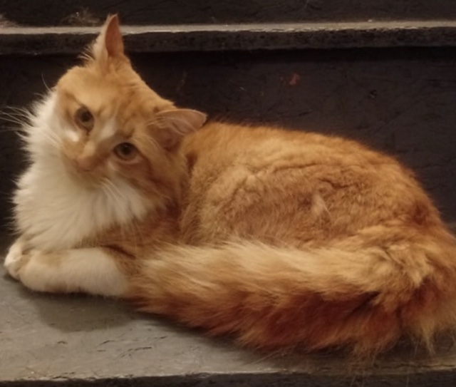 Image of Nacho, Lost Cat