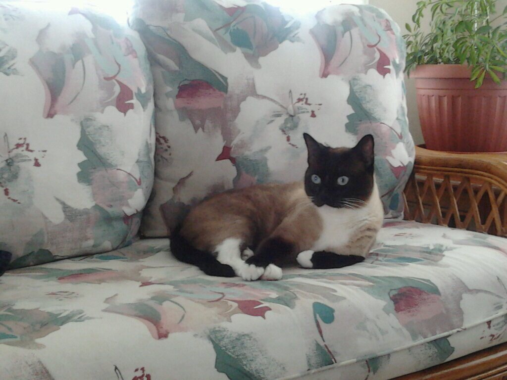 Image of Samba, Lost Cat