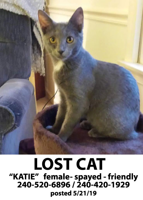 Image of Katie, Lost Cat