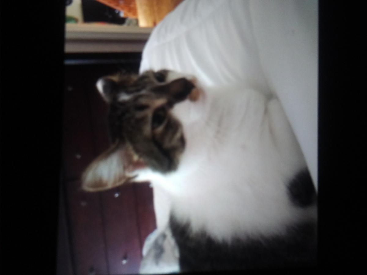 Image of Oochie, Lost Cat