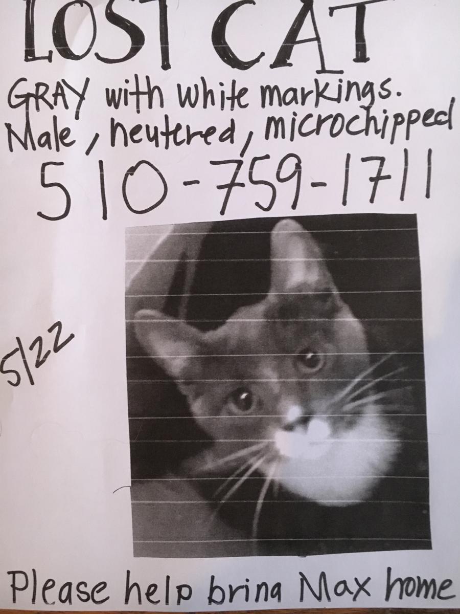 Image of Max, Lost Cat