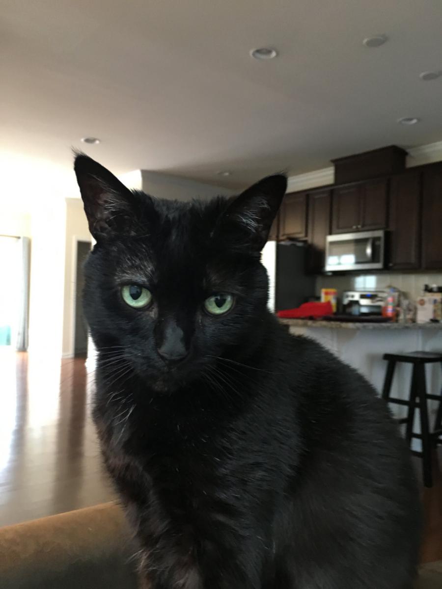 Image of Cocoa, Lost Cat