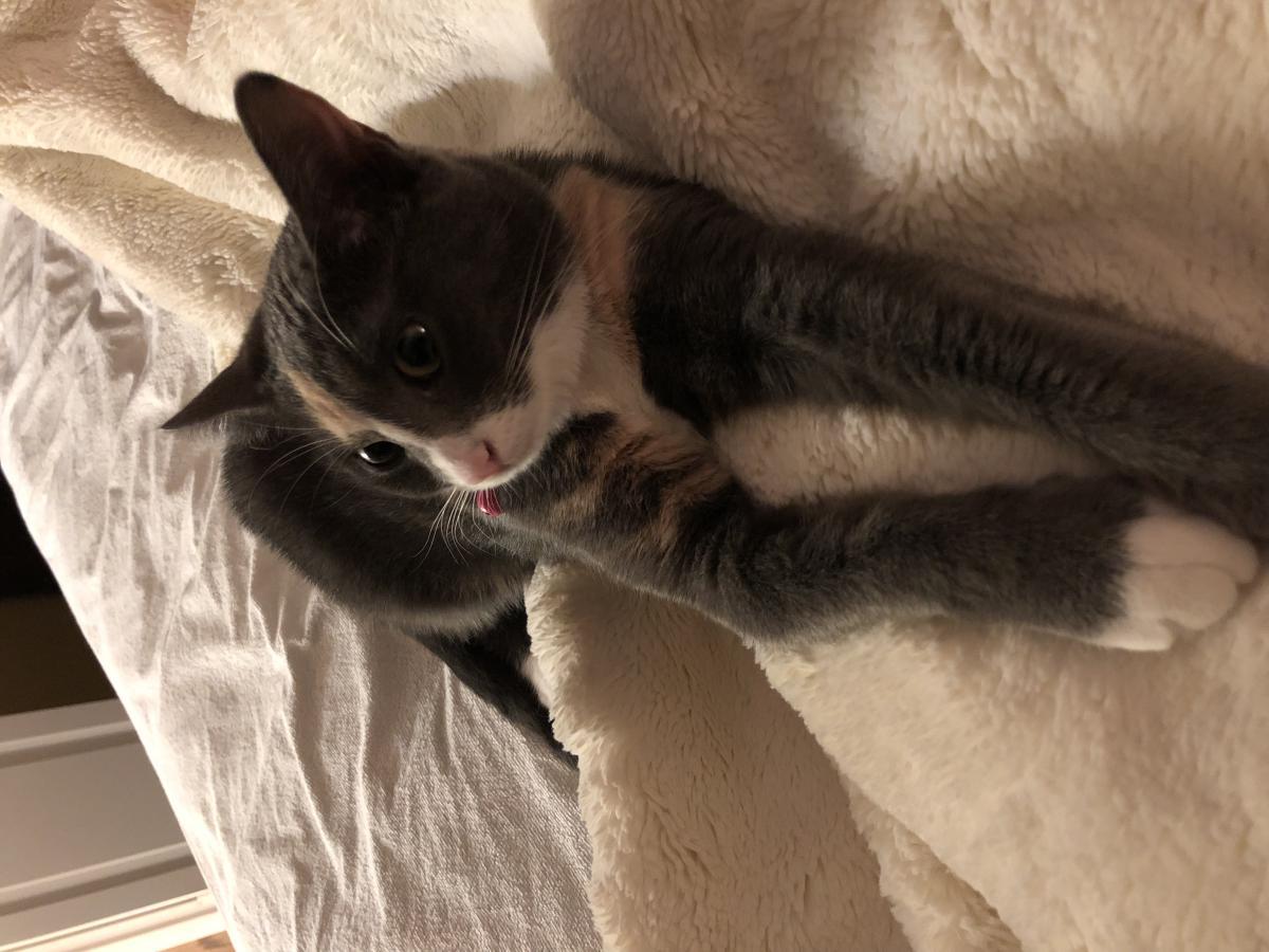 Image of Luna, Found Cat