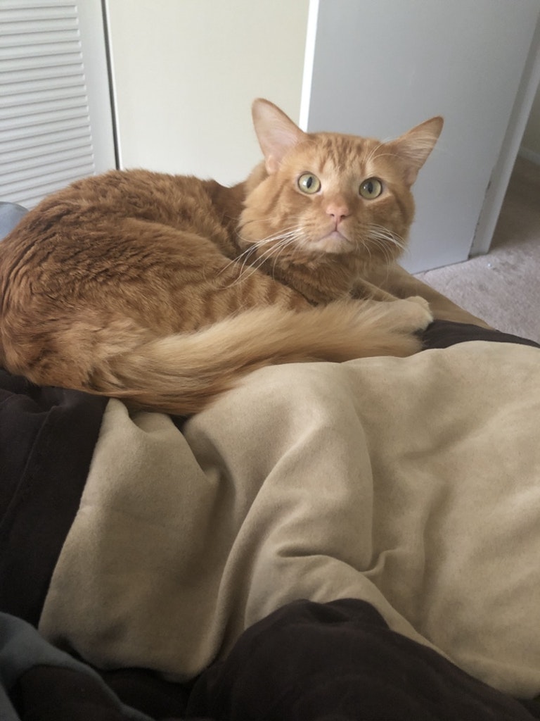 Image of Colby Jack, Lost Cat