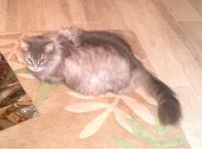 Image of Squirrely/Alona, Lost Cat