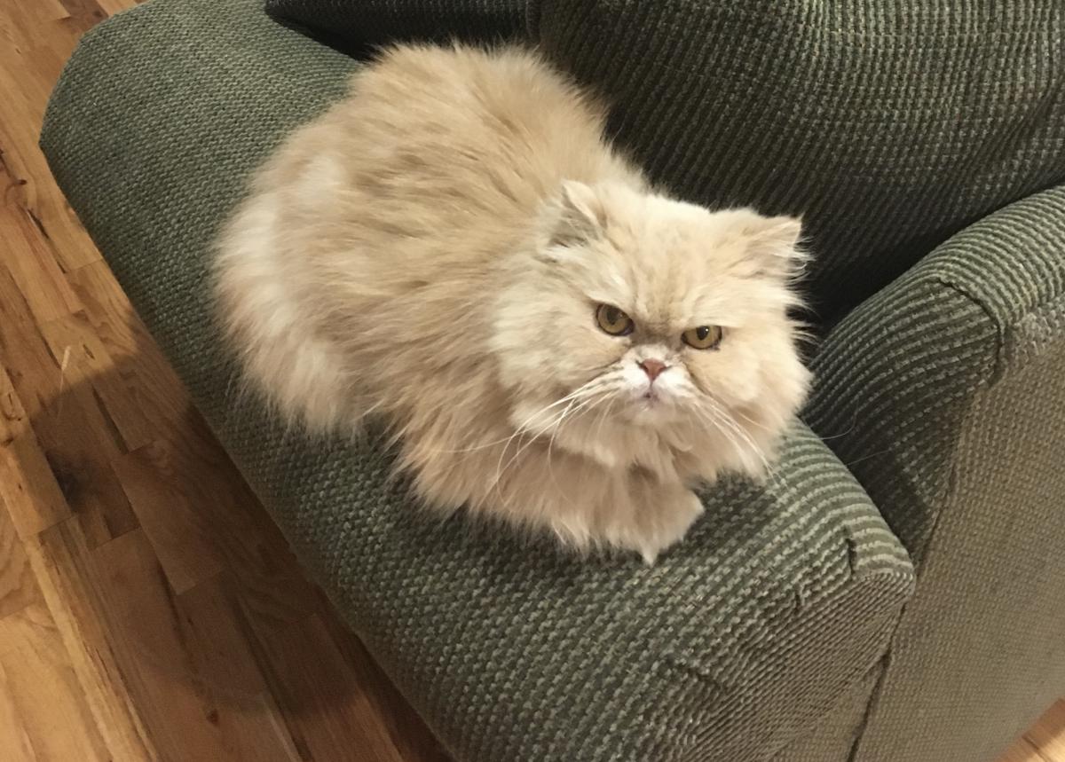 Image of Misha, Lost Cat