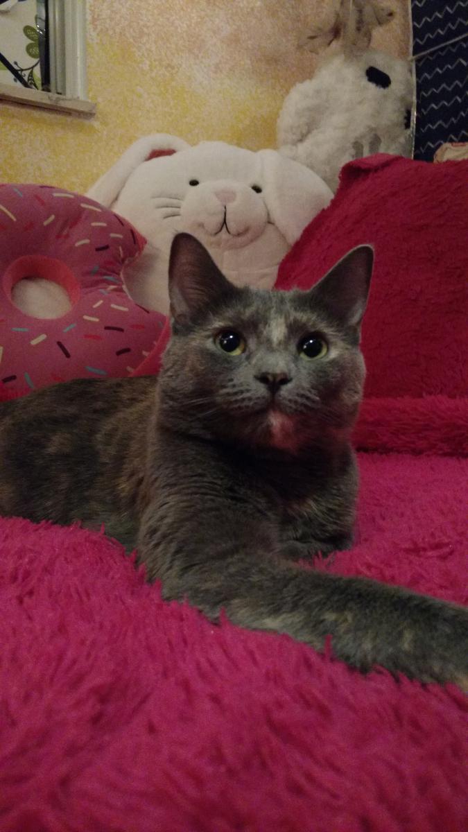 Image of Milli, Lost Cat