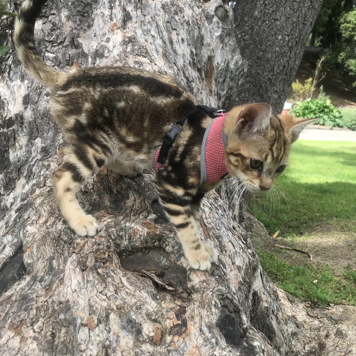 Image of Sequoia, Lost Cat