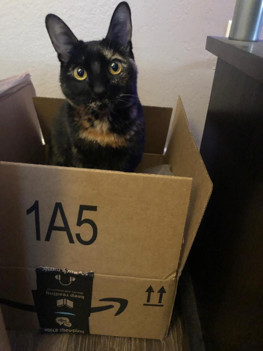 Lost Cat Domestic Short Hair in BELLEVUE, WA - Lost My Kitty