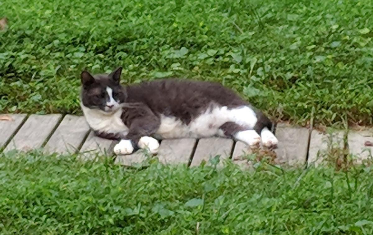 Image of Tuxcedo, Lost Cat