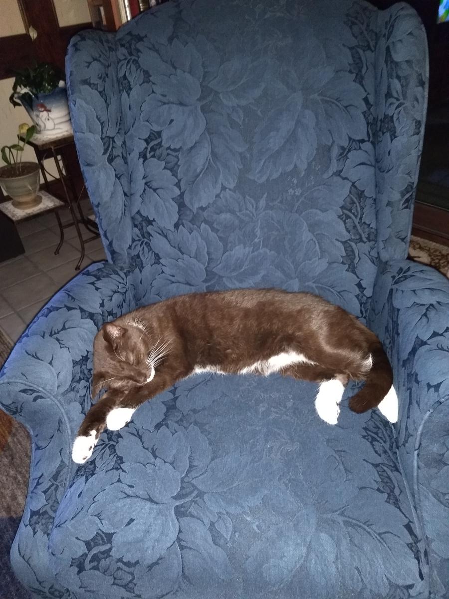 Image of Roscoe, Lost Cat