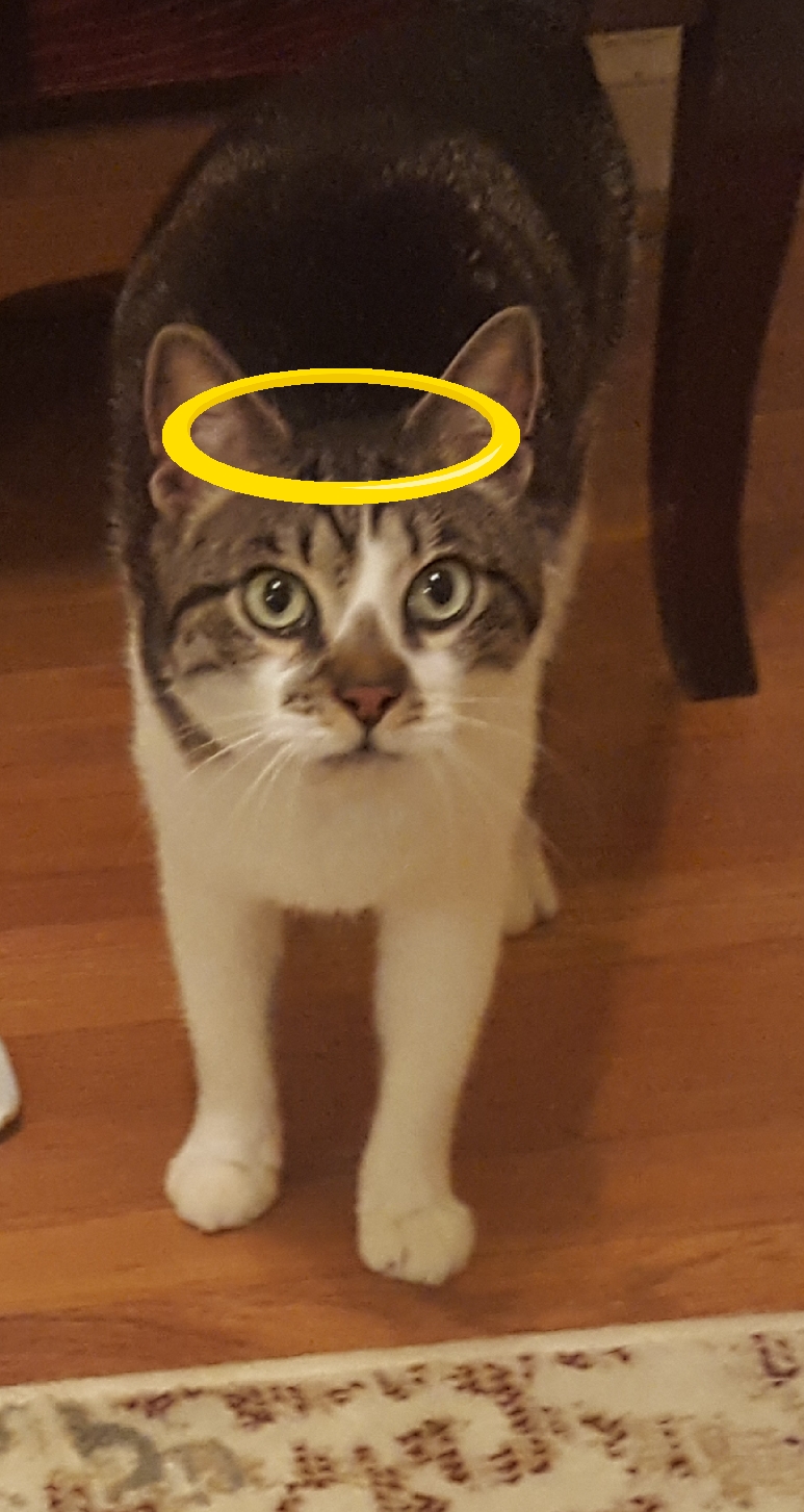 Image of Kirby, Lost Cat