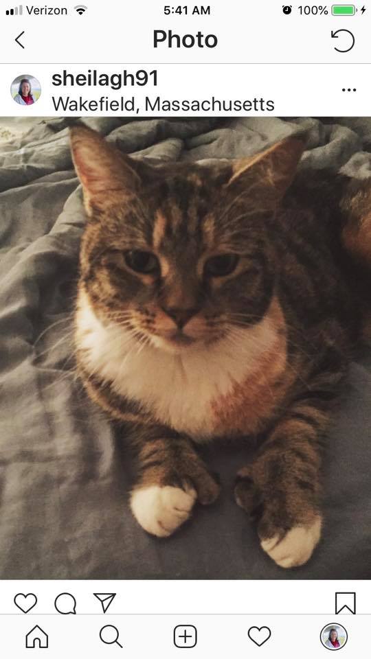 Image of Stella, Lost Cat