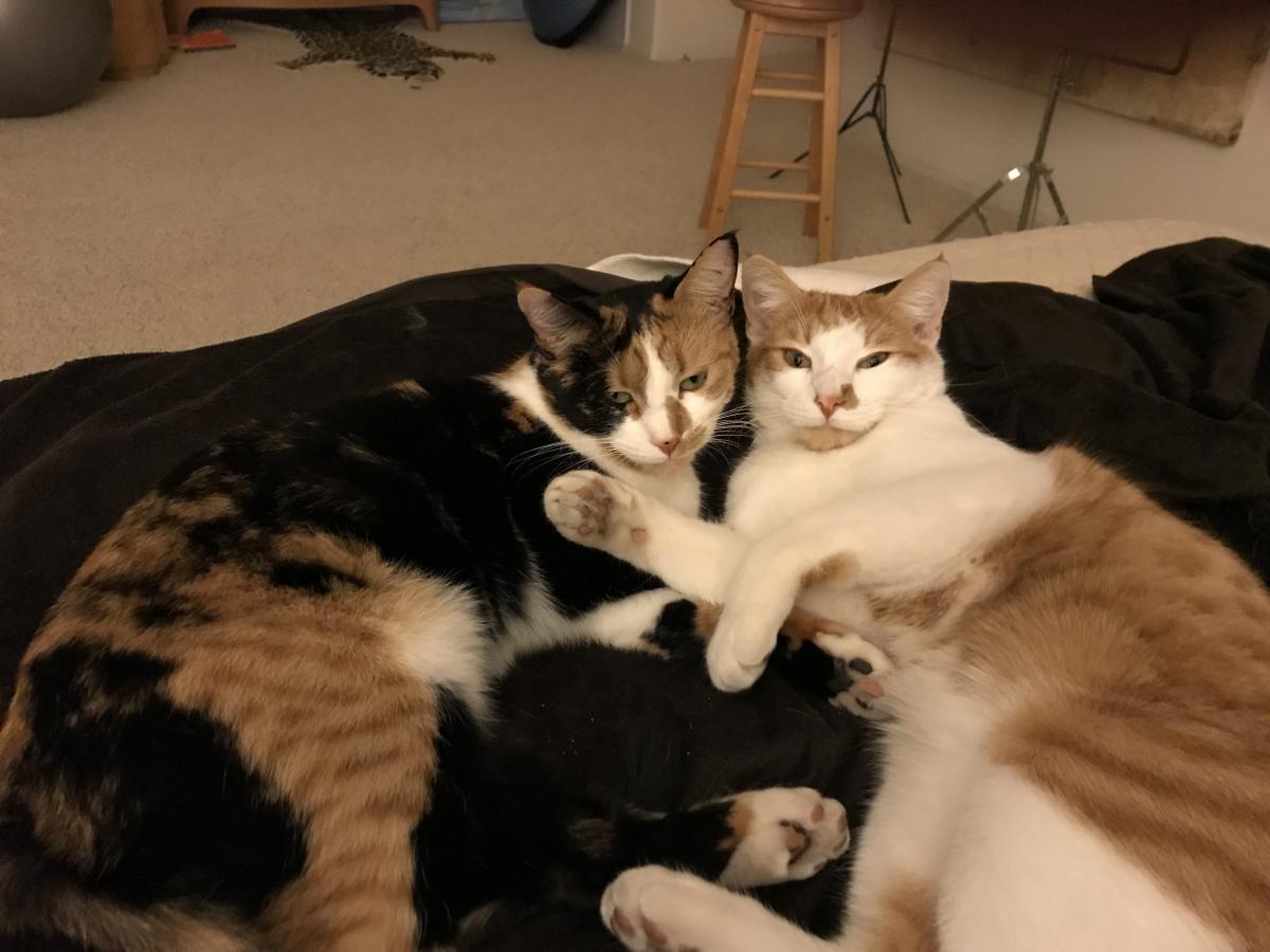 Image of Missy and Sunny, Lost Cat
