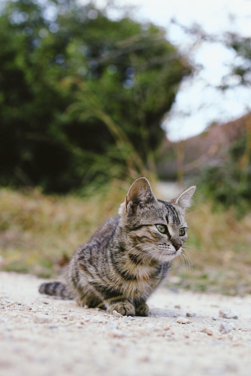 Image of Cubbie, Lost Cat
