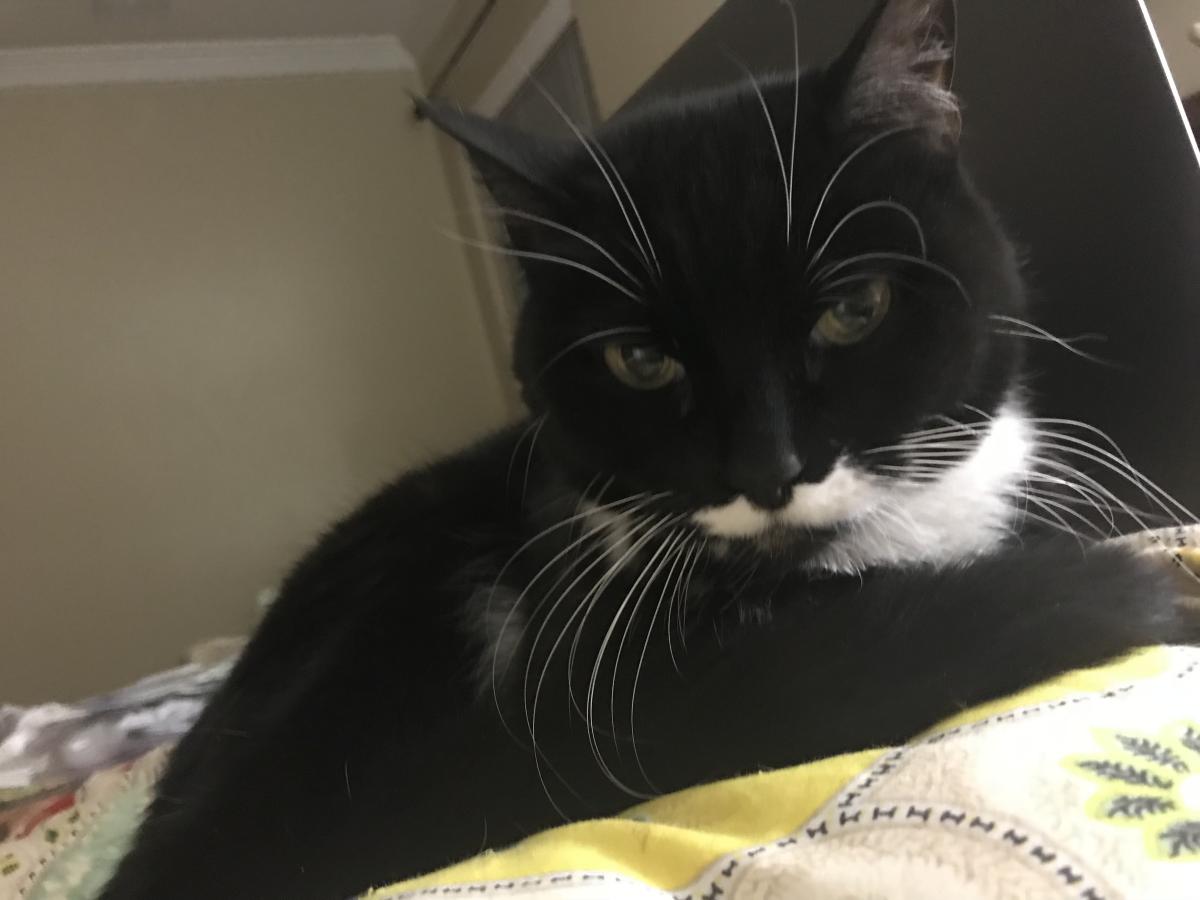 Image of Miss Stache, Lost Cat