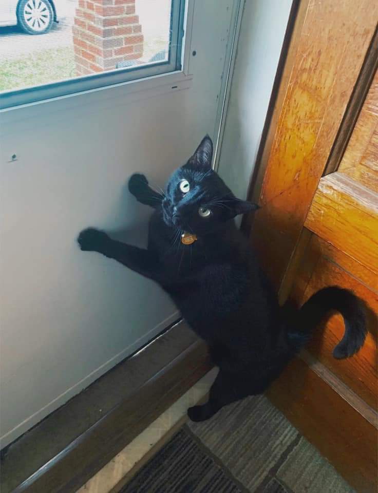 Image of Black Kitty, Lost Cat