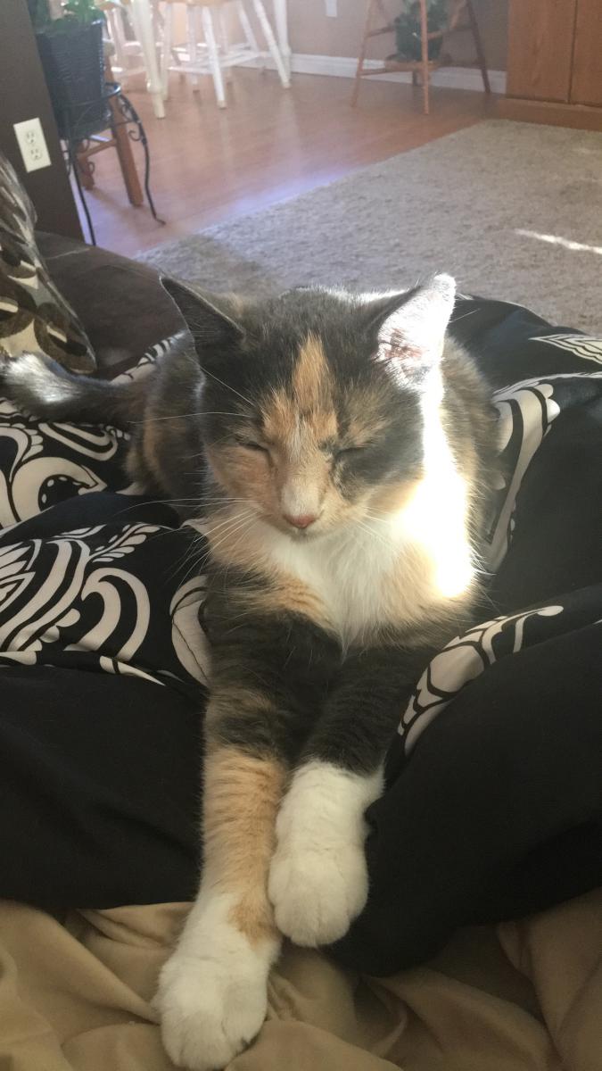 Image of Sierra, Lost Cat