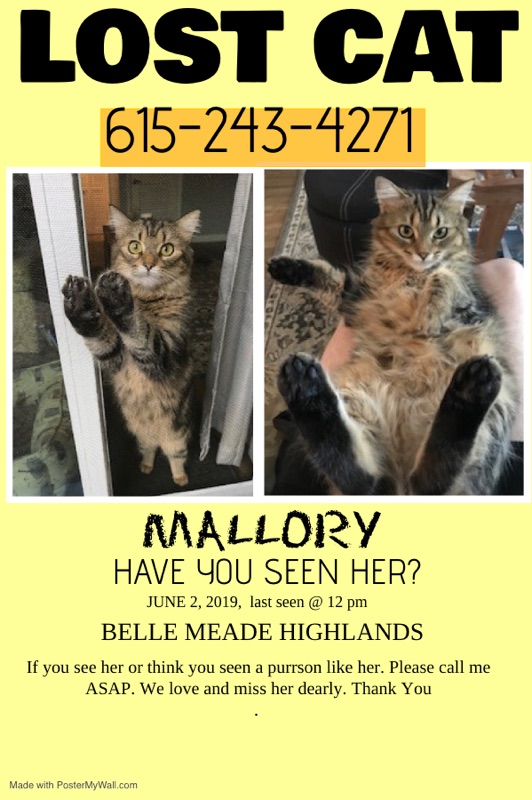 Image of Mallory, Lost Cat
