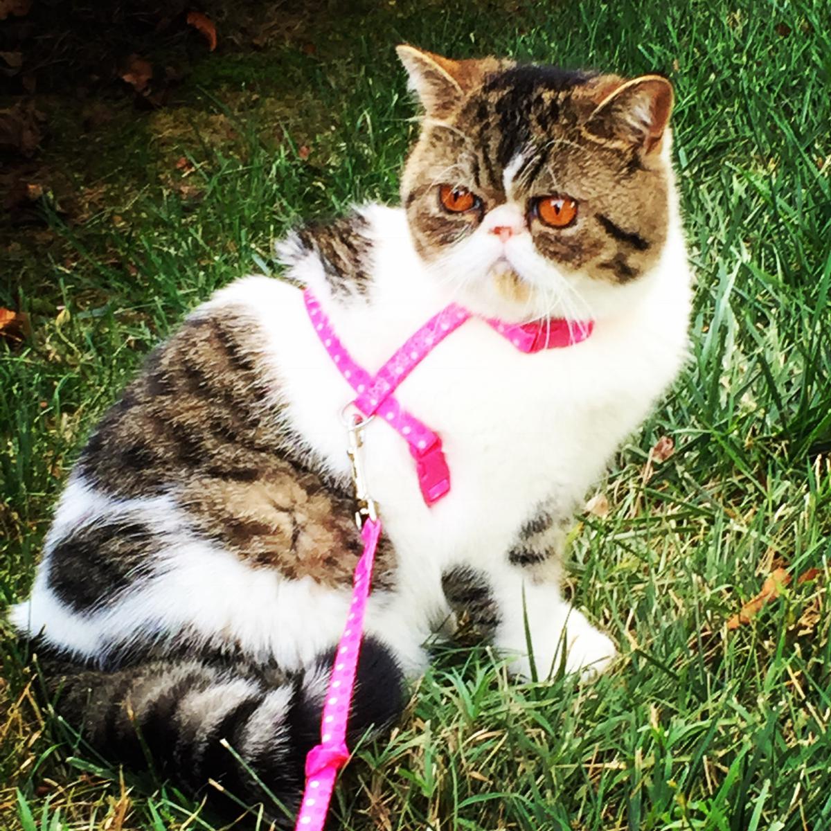 Lost Cat Persian in NASHVILLE, TN Lost My Kitty