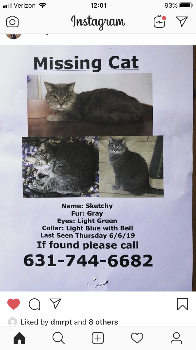 Image of Sketchy, Lost Cat
