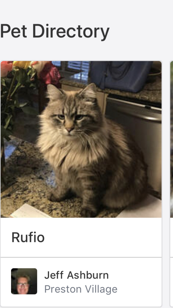 Image of Rufio, Lost Cat