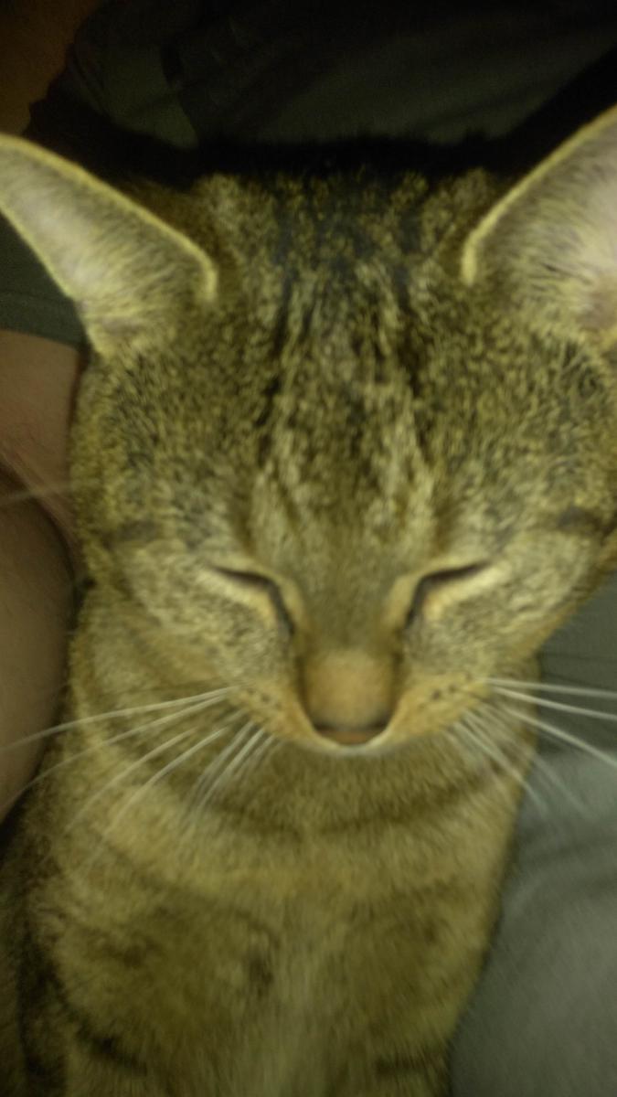 Image of Zelio, Lost Cat