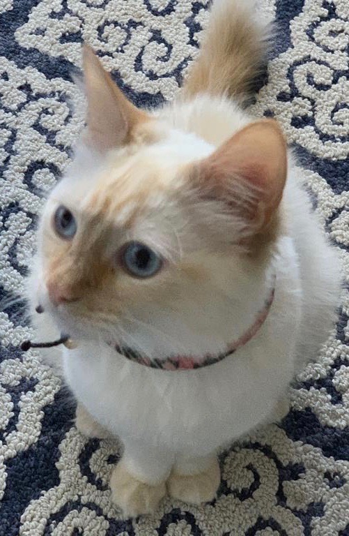 Image of Snowy, Lost Cat