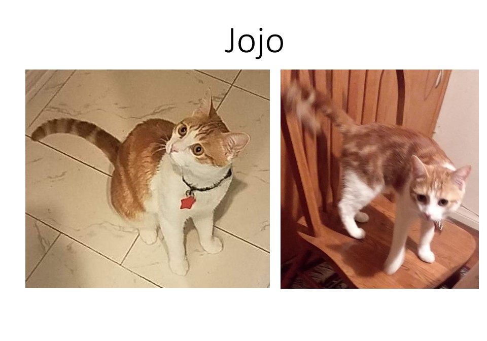 Image of Jojo, Lost Cat