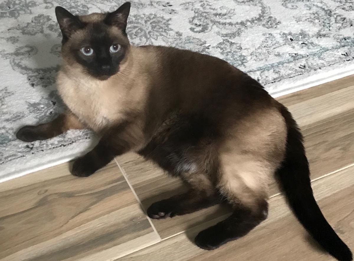 Image of Rosemary, Lost Cat