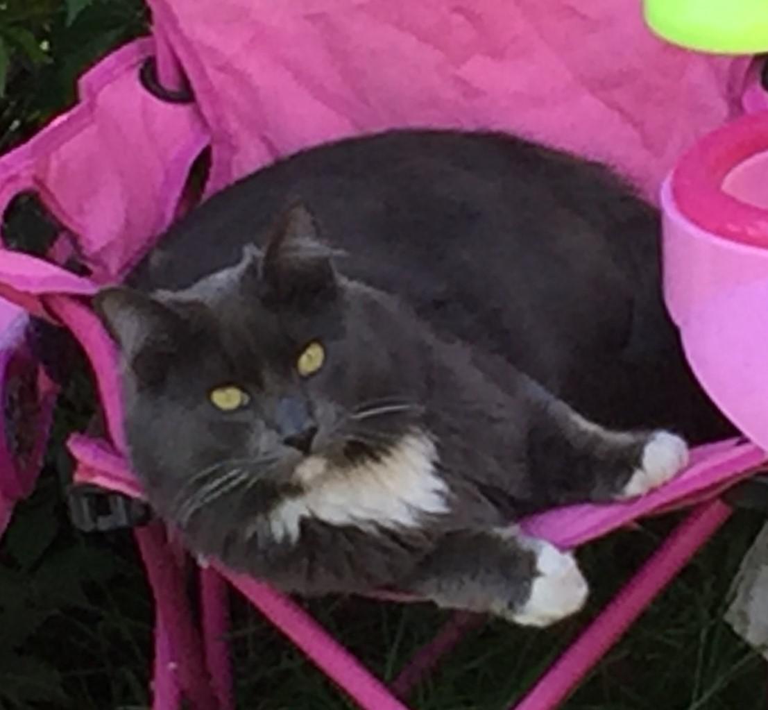 Image of Baby Grey, Lost Cat