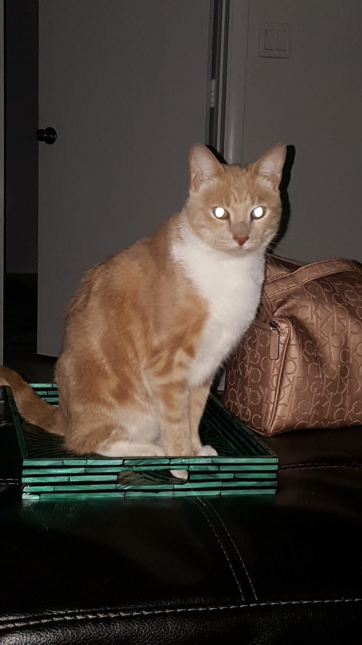 Image of Oatmeal (kitty), Lost Cat