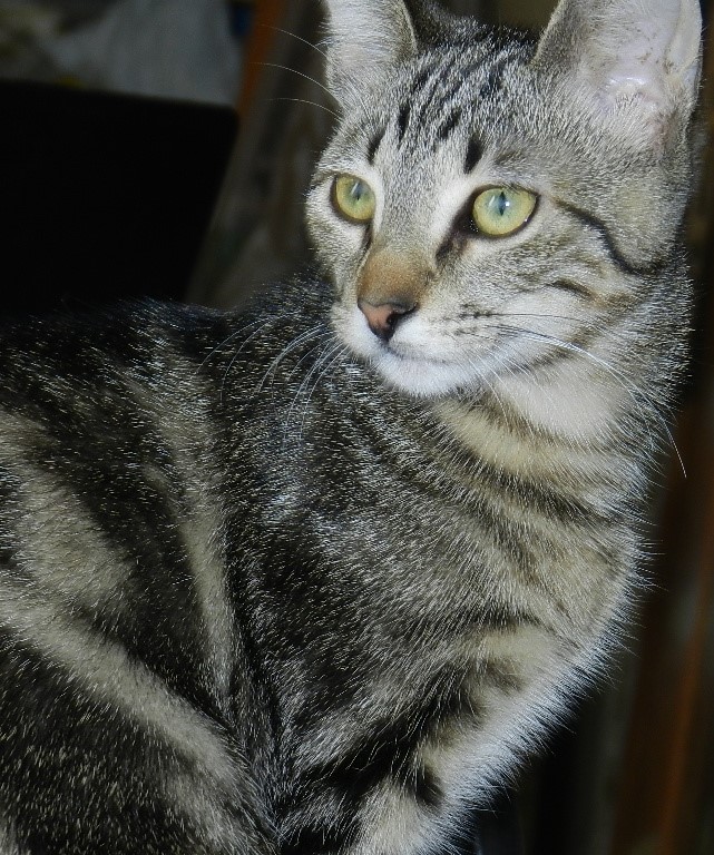 Image of Kibby  Mayhem, Lost Cat