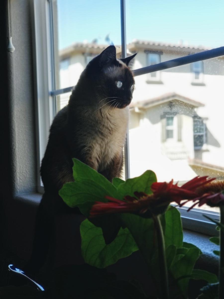 Image of Vanilla, Lost Cat