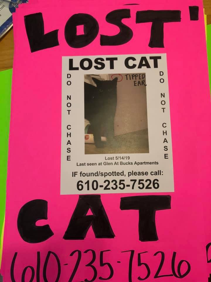 Image of KITTY, Lost Cat
