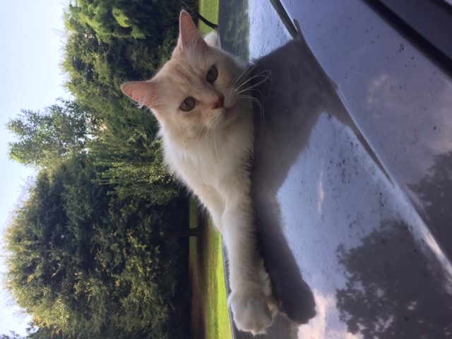 Image of Rascal, Lost Cat