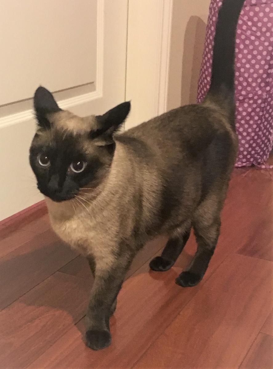 Image of Val, Lost Cat