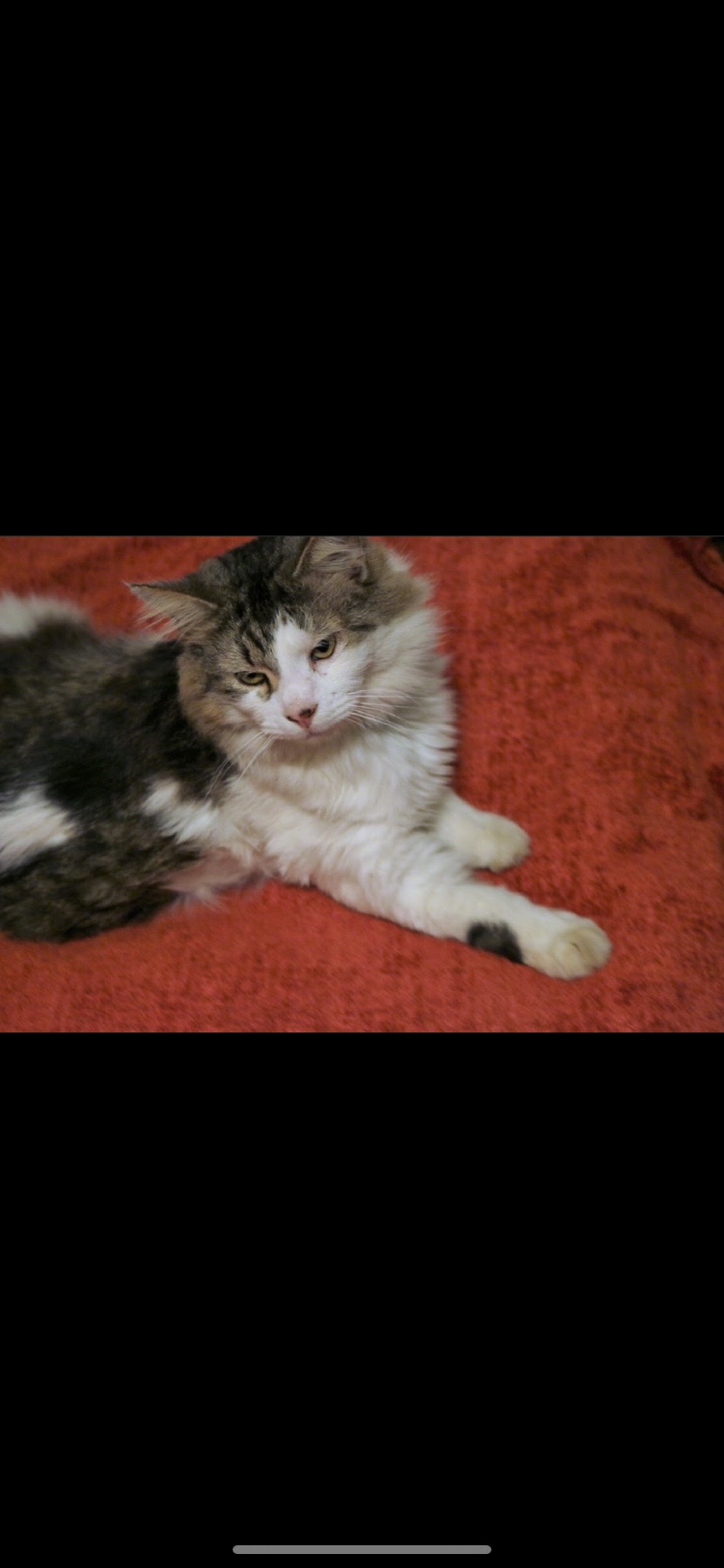 Image of Jonquil, Lost Cat