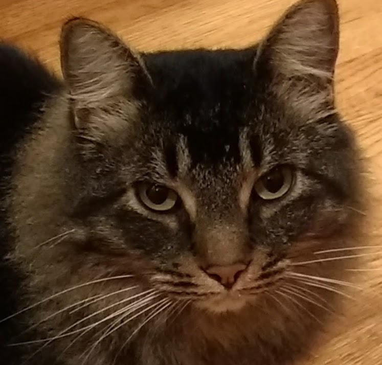 Image of Toby, Lost Cat