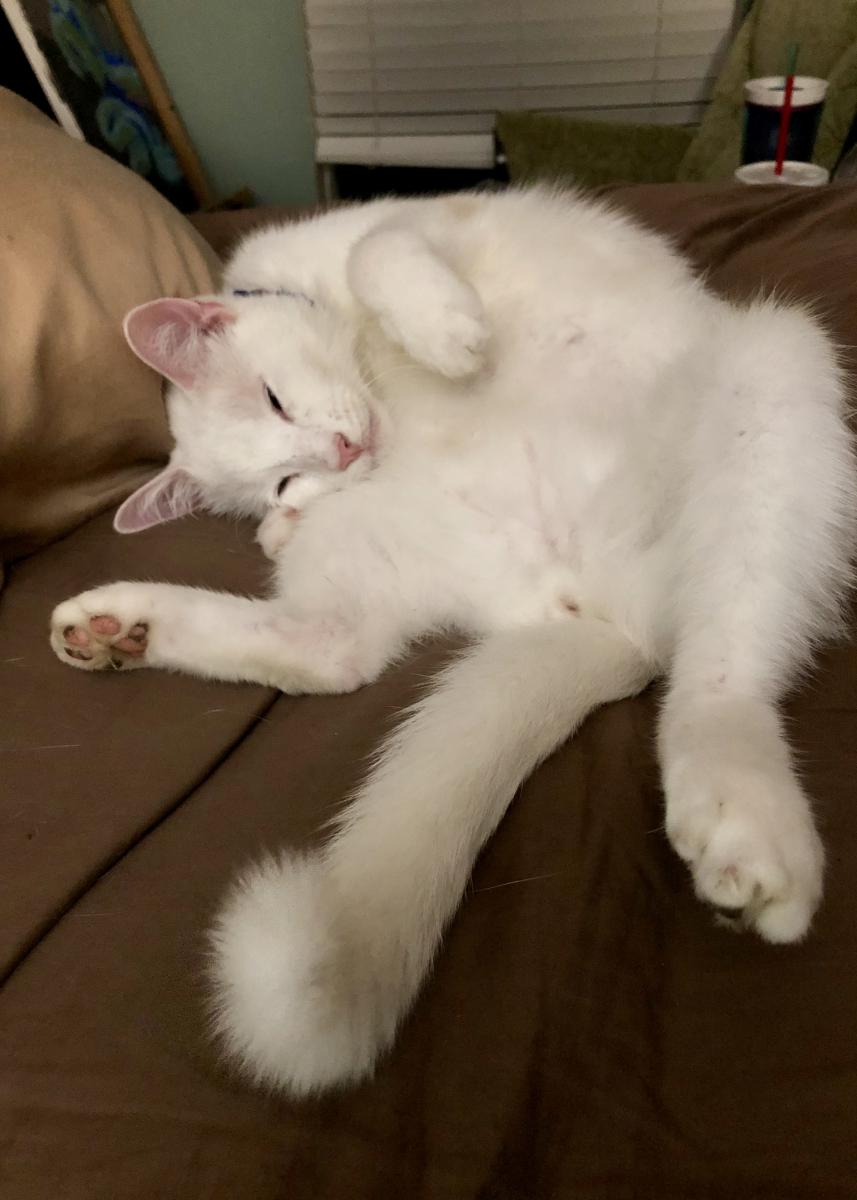 Image of Kit Snow, Lost Cat