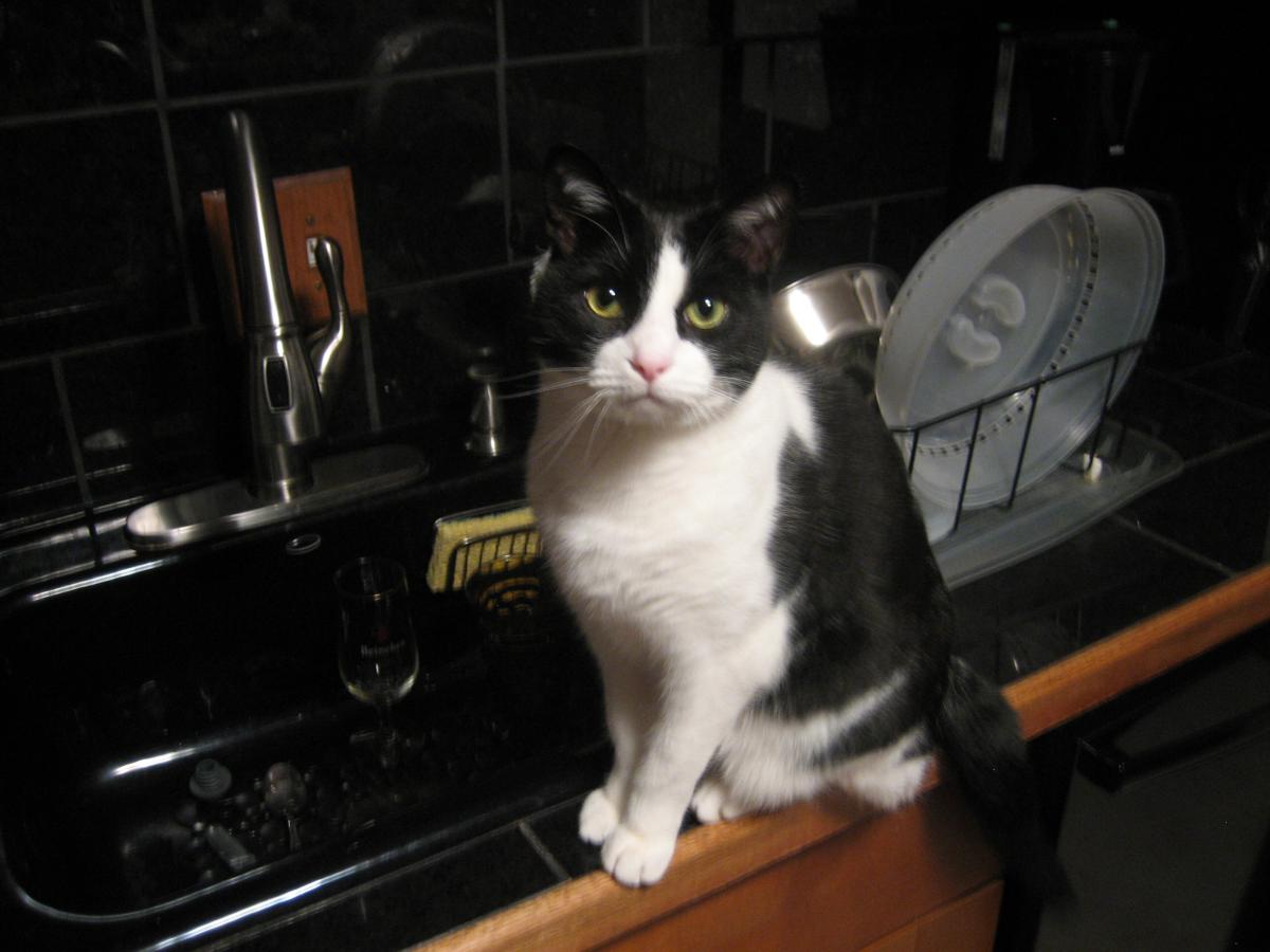 Image of Mims, Lost Cat