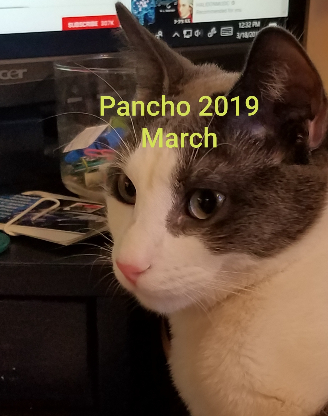 Image of Pancho, Lost Cat